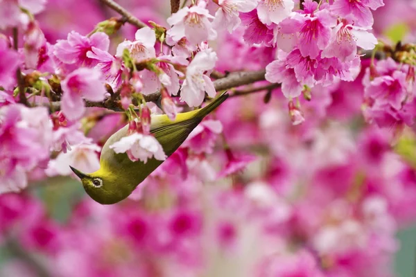 Ιαπωνική white-eye με ροζ άνθη κερασιάς — Φωτογραφία Αρχείου