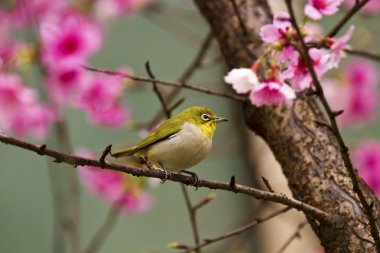Japon white-eye pembe kiraz çiçekleri ile