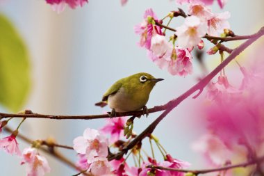 Japon white-eye pembe kiraz çiçekleri ile