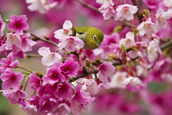 Ιαπωνική white-eye με ροζ άνθη κερασιάς — Φωτογραφία Αρχείου