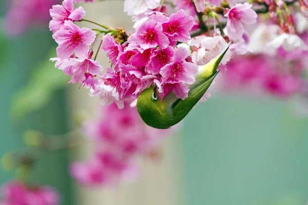 Ojo blanco japonés con flores de cerezo rosa — Foto de Stock
