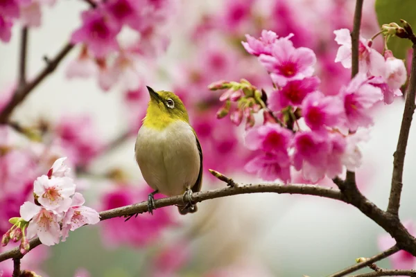 Japansk glasögonfågel med rosa körsbär blommar — Stockfoto