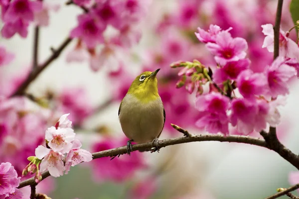 Japanese White-eye with pink cherry blossoms — Stock Photo, Image