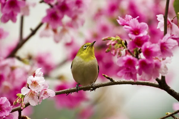 Occhio bianco giapponese con fiori di ciliegio rosa — Foto Stock