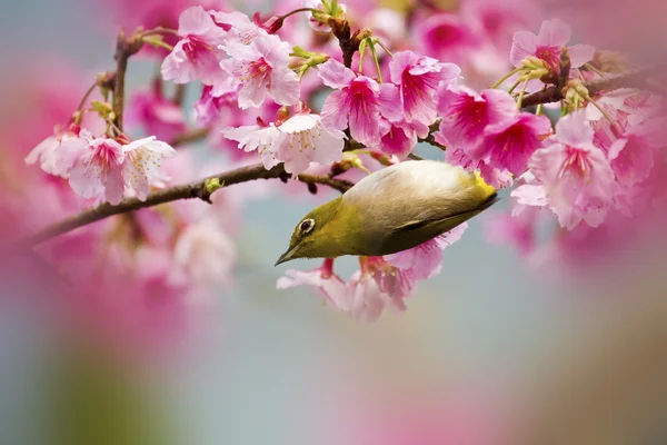 Ιαπωνική white-eye με ροζ άνθη κερασιάς — Φωτογραφία Αρχείου