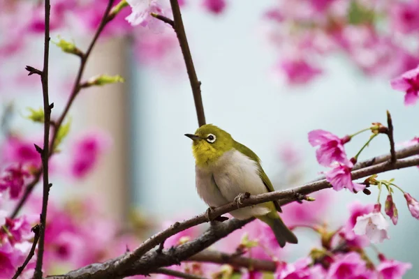 Japansk glasögonfågel med rosa körsbär blommar — Stockfoto