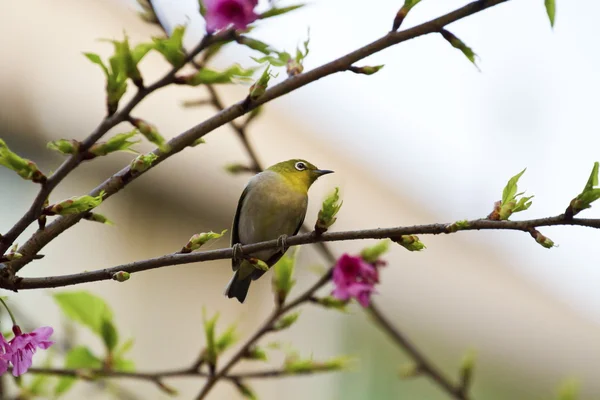 Ιαπωνική white-eye με ροζ άνθη κερασιάς — Φωτογραφία Αρχείου