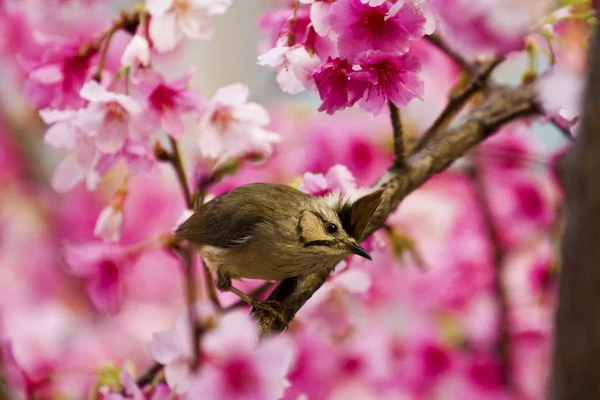 Taiwan Yuhina with pink flowers — Stock Photo, Image