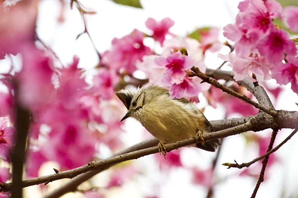 Taiwan Yuhina con fiori rosa — Foto Stock