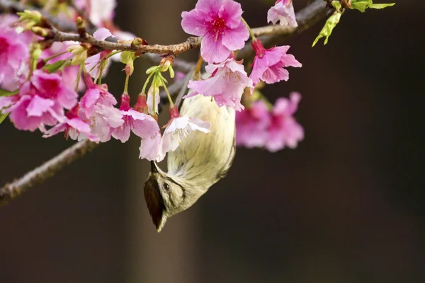 Taiwán Yuhina con flores rosas — Foto de Stock