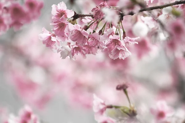 Flores de cerezas rosadas —  Fotos de Stock