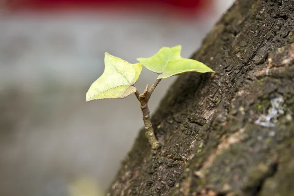 Pequena árvore — Fotografia de Stock