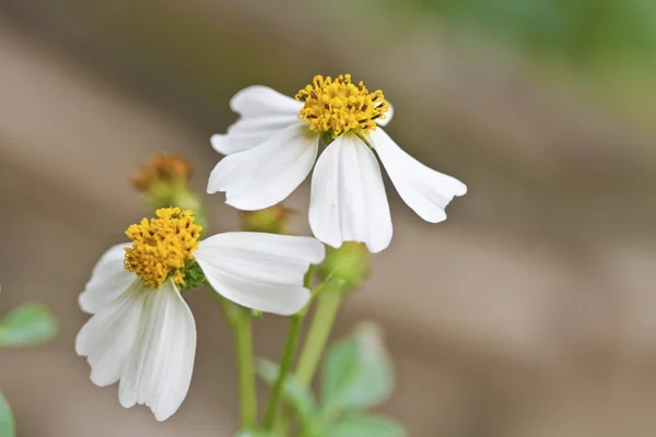 Bidens — Zdjęcie stockowe