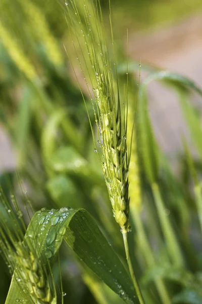 Wheat plants — Stock Photo, Image