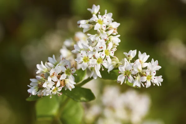 Fiori bianchi — Foto Stock