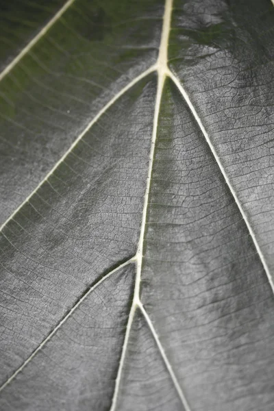 Abstrakter Hintergrund — Stockfoto