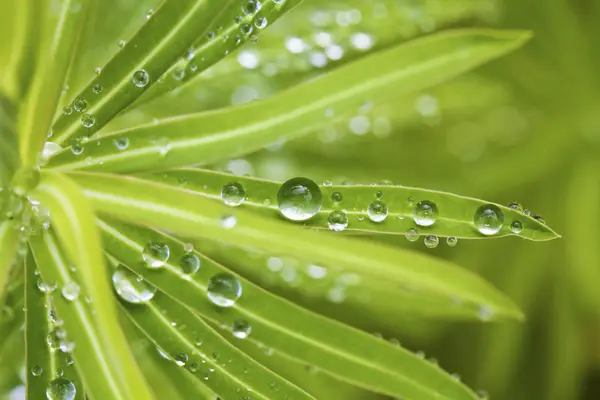 Water drops — Stock Photo, Image