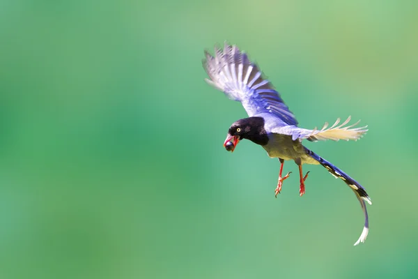 Formosa azul magpie em voo — Fotografia de Stock