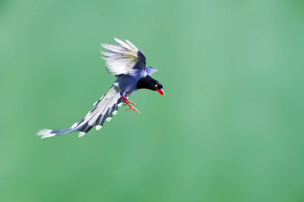 Formosa mavi magpie uçuş