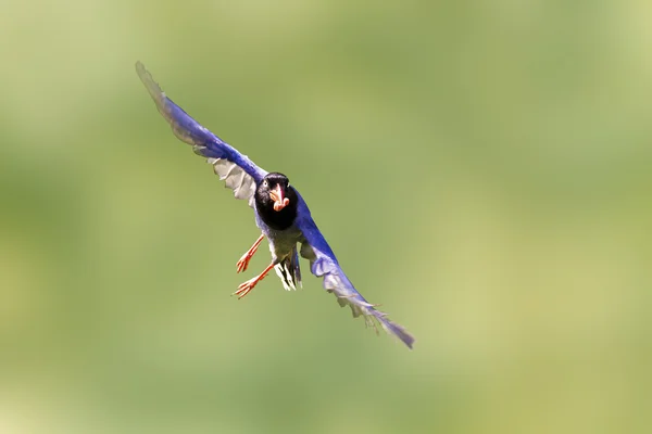 Formosa azul magpie em voo — Fotografia de Stock