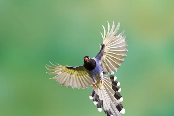 Formosa mavi magpie uçuş — Stok fotoğraf