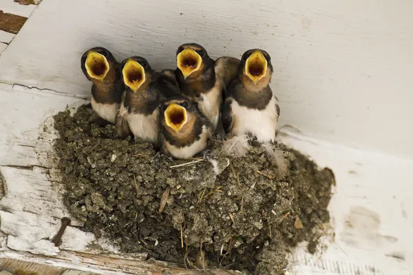 Swallow nest with chicks — Stock Photo, Image