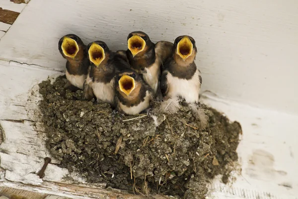 Nido de golondrina con polluelos —  Fotos de Stock