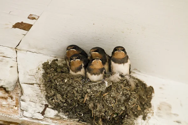 Swallow nest with chicks — Stock Photo, Image