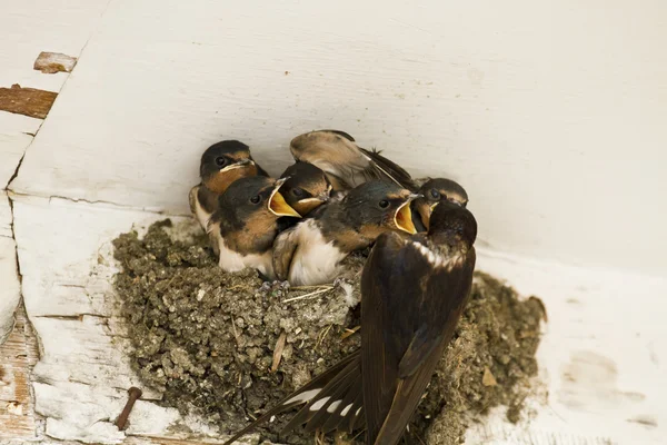Avaler nid avec poussins — Photo