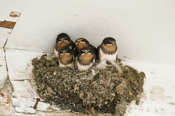 Swallow nest with chicks — Stock Photo, Image