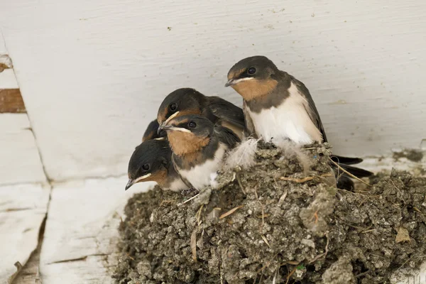 Avaler nid avec poussins — Photo