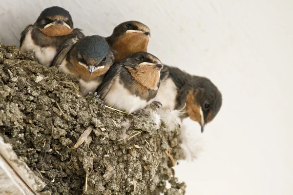 Swallow nest with chicks — Stock Photo, Image