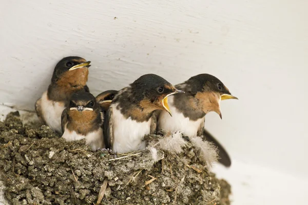 Swallow nest with chicks — Stock Photo, Image