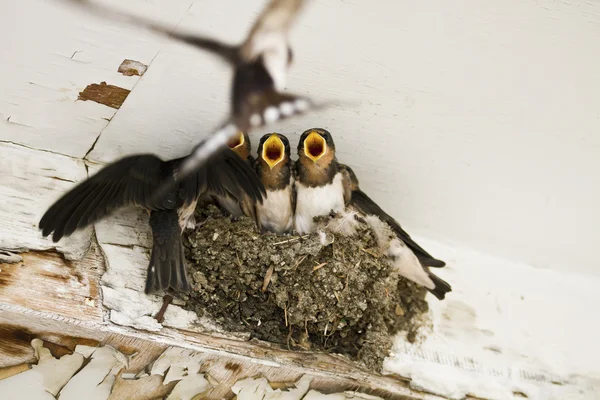 Swallow nest with chicks — Stock Photo, Image