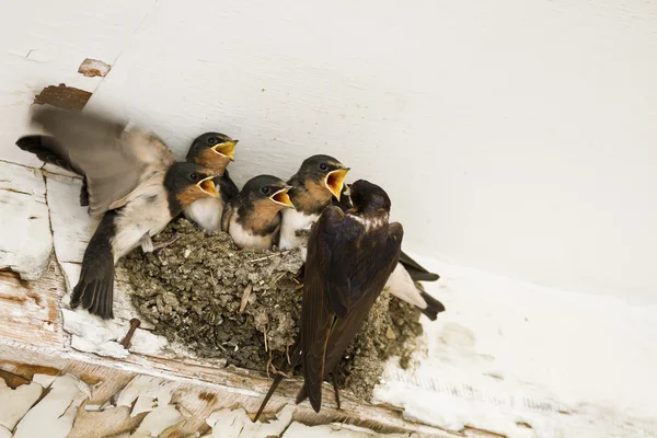 Nido de golondrina con polluelos — Foto de Stock