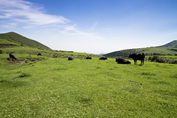 Vaches broutant sur la pelouse — Photo