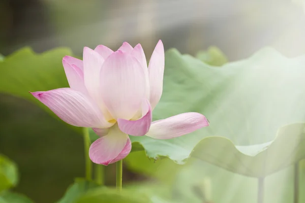 Flor de lótus — Fotografia de Stock