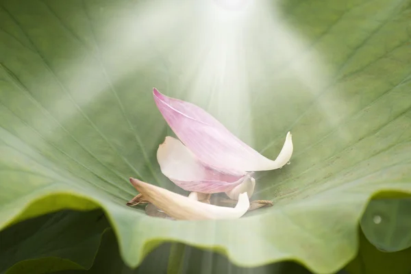 Lotus petal — Stockfoto