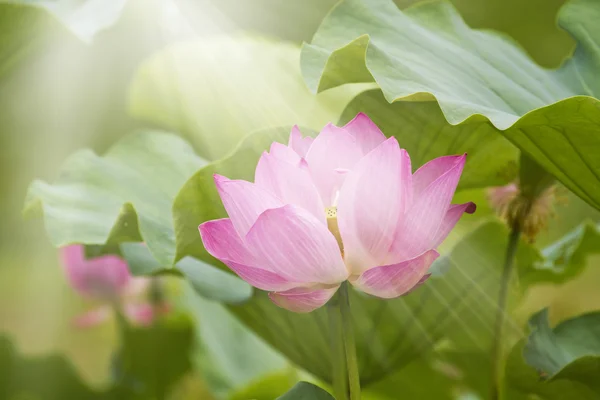 Flor de loto —  Fotos de Stock