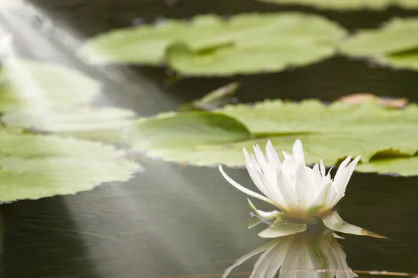 Lotus çiçeği. — Stok fotoğraf