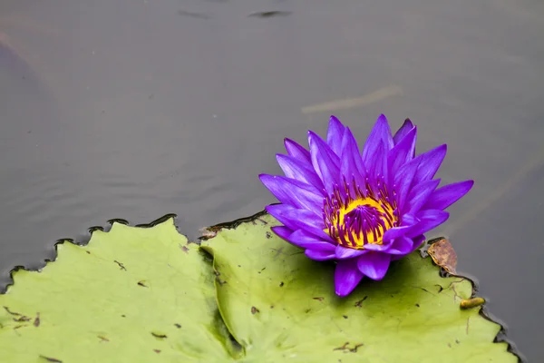 Flor de lótus — Fotografia de Stock