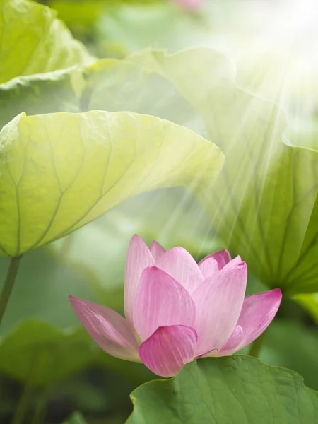 Flor de lótus — Fotografia de Stock