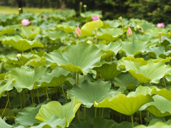 Champ de lotus — Photo