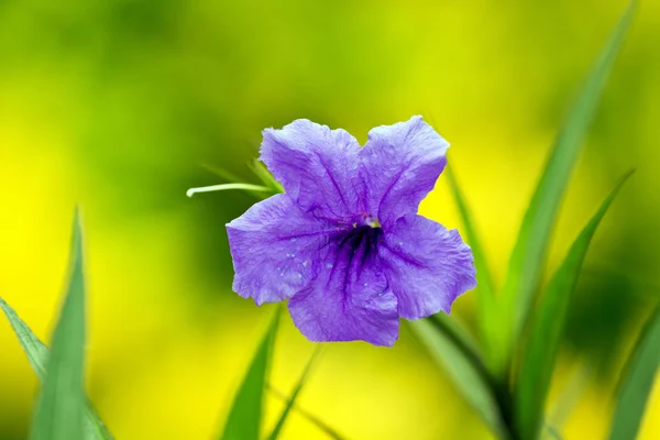 Barevný květ — Stock fotografie
