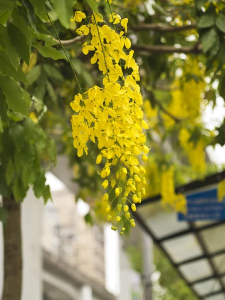 Golden Shower Tree, (Cassia Fistula) — Stock Photo, Image