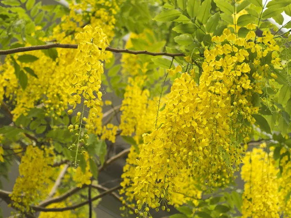 Golden Shower Tree, (Cassia Fistula) — Stock Photo, Image