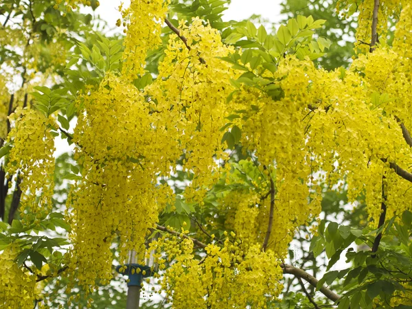 Golden Shower Tree, (Cassia Fistula) — Stock Photo, Image