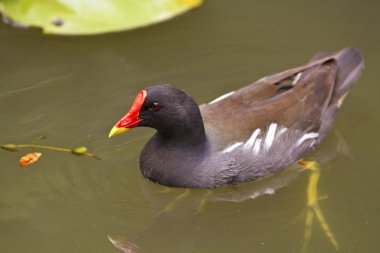 ortak moorhen, gallinula chloropus