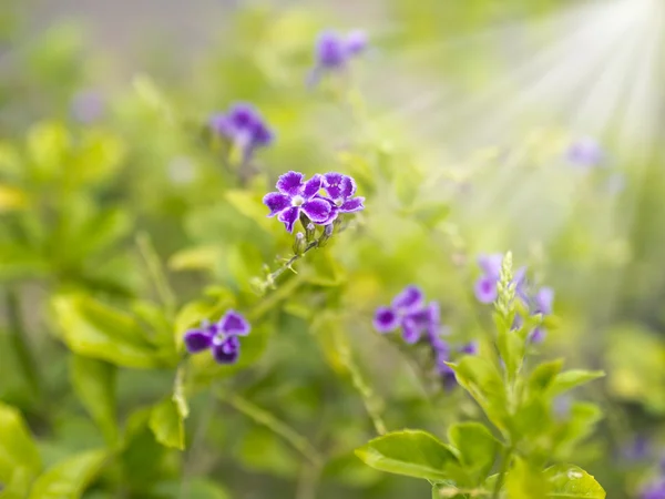 Fiori colorati con travi solari — Foto Stock