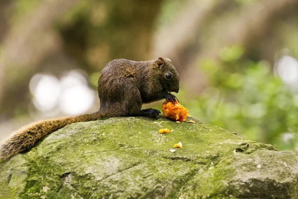 Eichhörnchen — Stockfoto